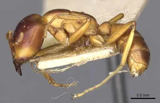 Dorylus kohli specimen CASENT0902699 image casent0902699_3