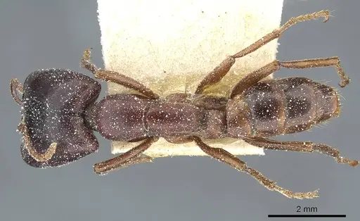 Dorylus kohli specimen CASENT0911300 image casent0911300_1
