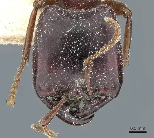 Dorylus kohli specimen CASENT0911300 image casent0911300_2