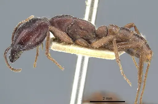 Dorylus kohli specimen CASENT0911300 image casent0911300_3