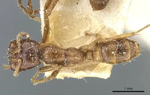 Dorylus kohli specimen CASENT0911301 image casent0911301_1