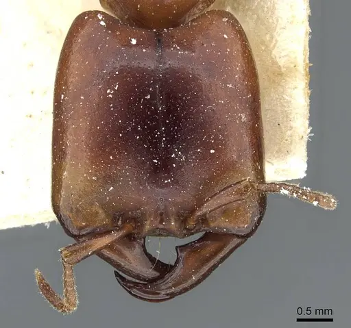 Dorylus kohli specimen CASENT0911302 image casent0911302_2