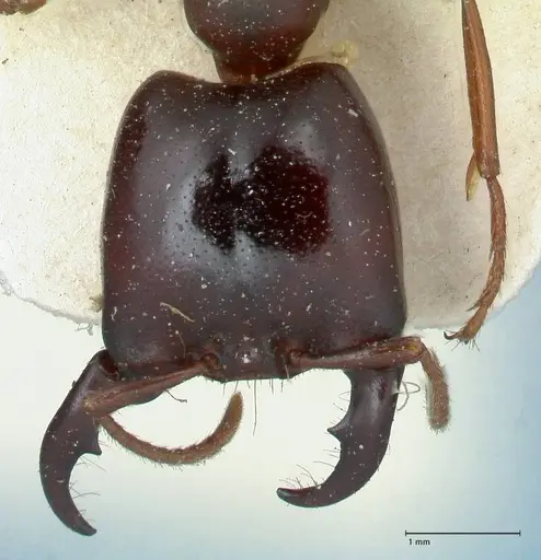 Dorylus kohli specimen FOCOL1100 image focol1100_2
