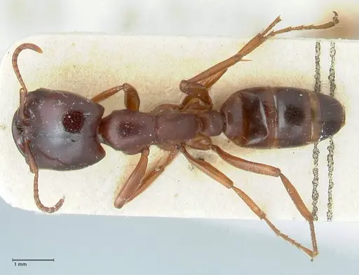 Dorylus kohli specimen FOCOL1101 image focol1101_1