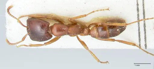 Dorylus kohli specimen FOCOL1102 image focol1102_1