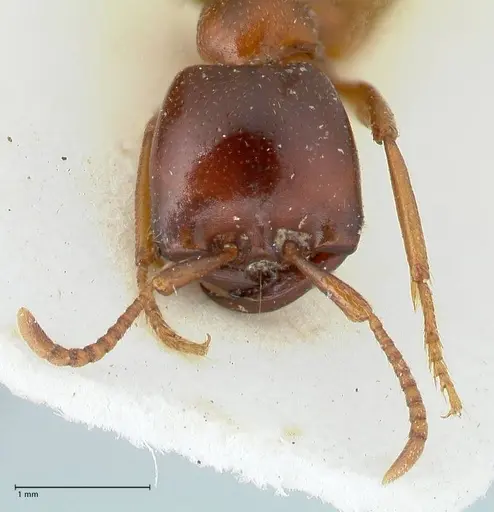 Dorylus kohli specimen FOCOL1102 image focol1102_2