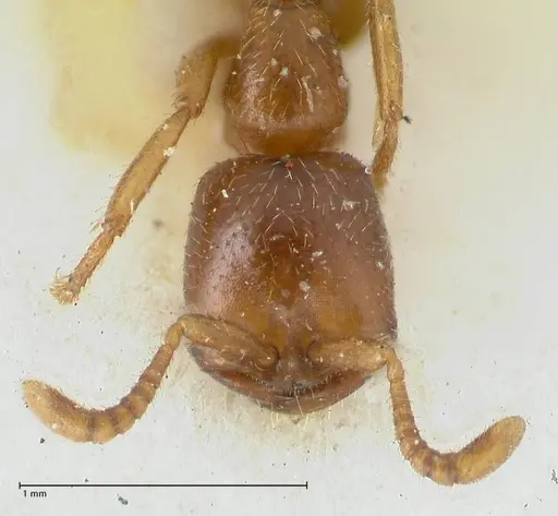 Dorylus kohli specimen FOCOL1103-1 image focol1103-1_2