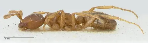 Dorylus kohli specimen FOCOL1103-1 image focol1103-1_3