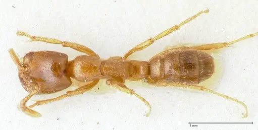 Dorylus kohli specimen FOCOL1103-2 image focol1103-2_1