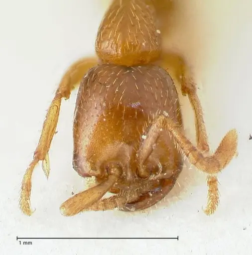 Dorylus kohli specimen FOCOL1103-2 image focol1103-2_2