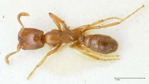 Dorylus kohli specimen FOCOL1103-3 image focol1103-3_1