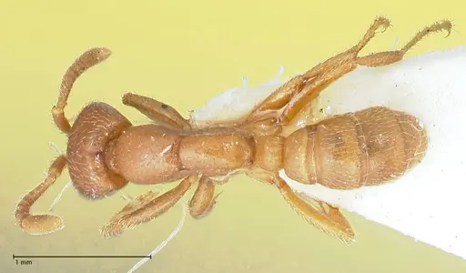 Dorylus kohli specimen FOCOL1104 image focol1104_1