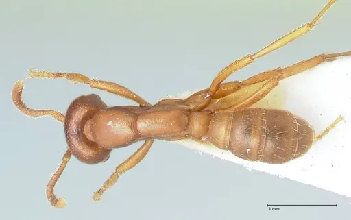 Dorylus kohli specimen FOCOL1105 image focol1105_1