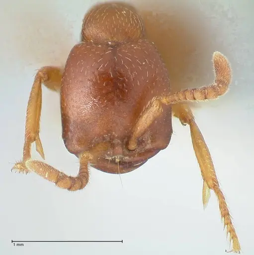 Dorylus kohli specimen FOCOL1105 image focol1105_2