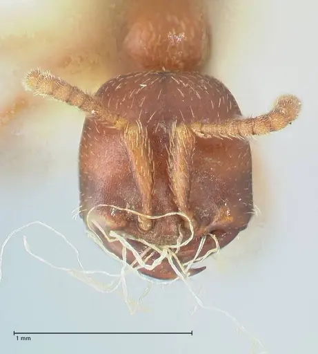 Dorylus kohli specimen FOCOL1106 image focol1106_2
