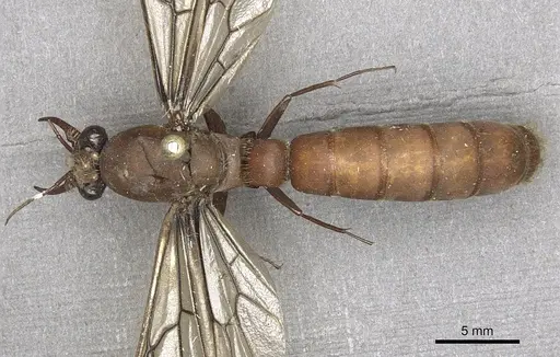 Dorylus labiatus specimen CASENT0901950 image casent0901950_1