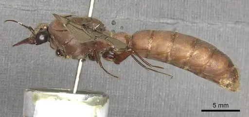Dorylus labiatus specimen CASENT0901950 image casent0901950_3