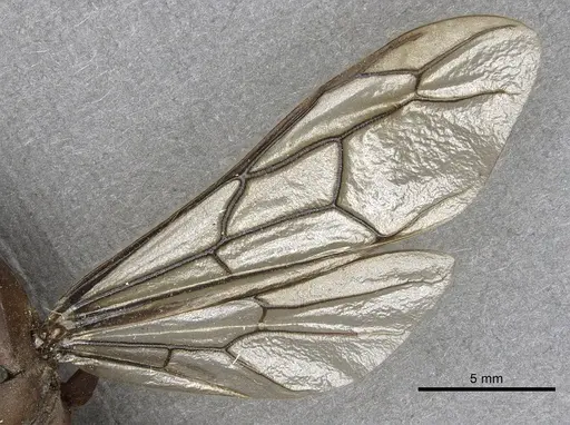 Dorylus labiatus specimen CASENT0901950 image casent0901950_4