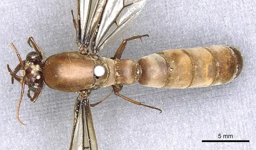 Dorylus labiatus specimen CASENT0902695 image casent0902695_1