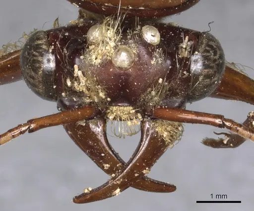 Dorylus labiatus specimen CASENT0902695 image casent0902695_2