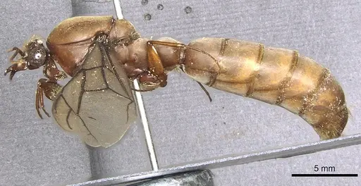 Dorylus labiatus specimen CASENT0902695 image casent0902695_3