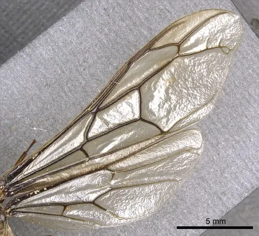 Dorylus labiatus specimen CASENT0902695 image casent0902695_4