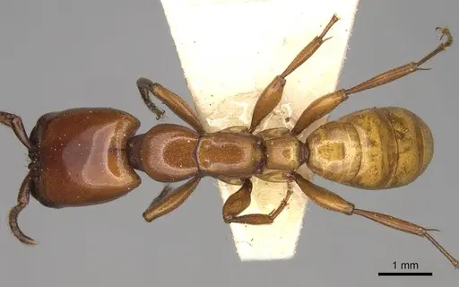 Dorylus labiatus specimen CASENT0914037 image casent0914037_1