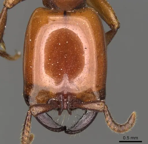 Dorylus labiatus specimen CASENT0914037 image casent0914037_2