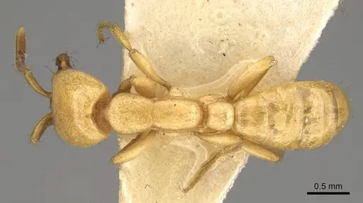 Dorylus labiatus specimen CASENT0914038 image casent0914038_1
