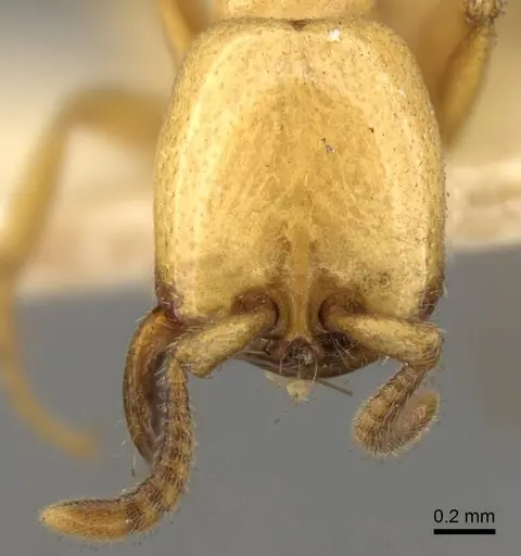 Dorylus labiatus specimen CASENT0914038 image casent0914038_2