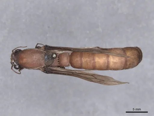 Dorylus labiatus specimen FMNHINS0000045255 image fmnhins0000045255_1