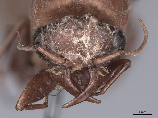 Dorylus labiatus specimen FMNHINS0000045255 image fmnhins0000045255_2