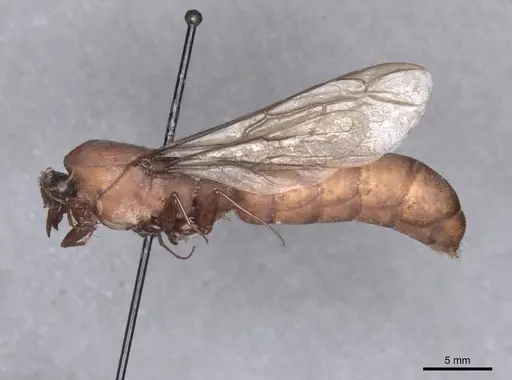 Dorylus labiatus specimen FMNHINS0000045255 image fmnhins0000045255_3