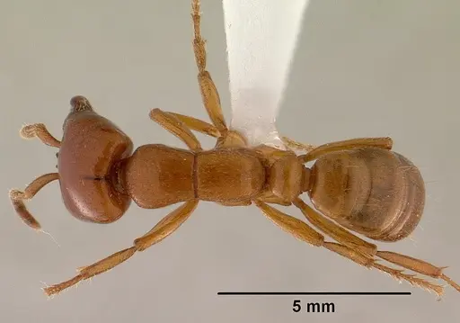Dorylus laevigatus specimen CASENT0179069 image casent0179069_1