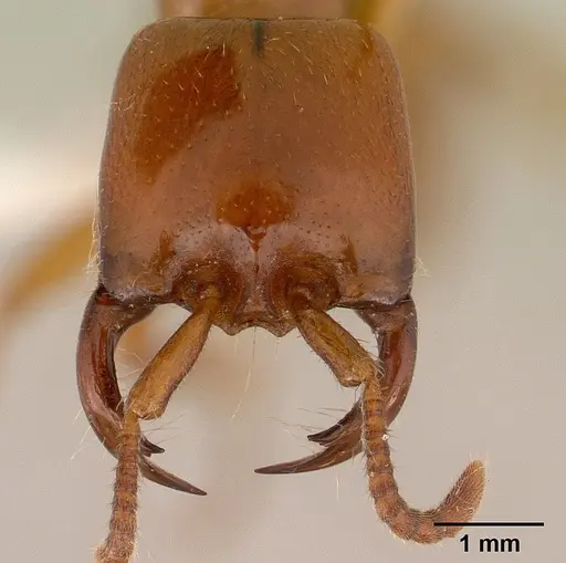 Dorylus laevigatus specimen CASENT0179069 image casent0179069_2