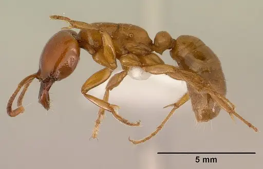 Dorylus laevigatus specimen CASENT0179069 image casent0179069_3