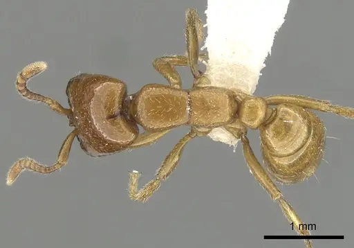 Dorylus laevigatus specimen CASENT0249441 image casent0249441_1