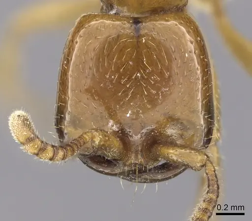 Dorylus laevigatus specimen CASENT0249441 image casent0249441_2