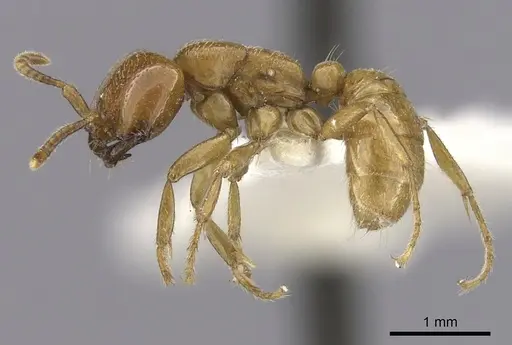 Dorylus laevigatus specimen CASENT0249441 image casent0249441_3