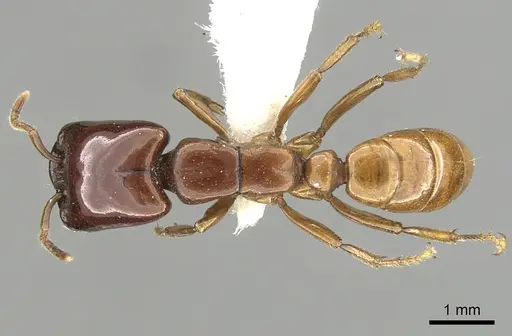Dorylus laevigatus specimen CASENT0249442 image casent0249442_1