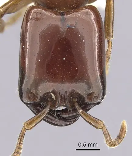 Dorylus laevigatus specimen CASENT0249442 image casent0249442_2