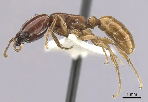 Dorylus laevigatus specimen CASENT0249442 image casent0249442_3