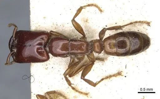 Dorylus laevigatus specimen CASENT0902696 image casent0902696_1