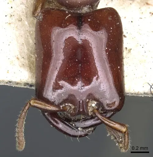 Dorylus laevigatus specimen CASENT0902696 image casent0902696_2