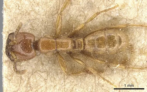 Dorylus laevigatus specimen CASENT0903709 image casent0903709_1