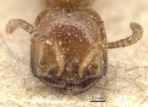 Dorylus laevigatus specimen CASENT0903709 image casent0903709_2