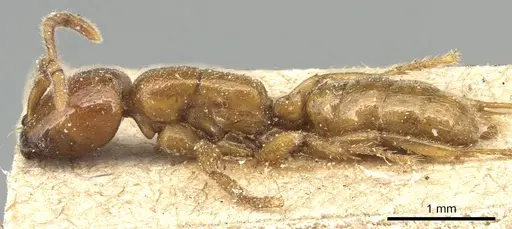 Dorylus laevigatus specimen CASENT0903709 image casent0903709_3