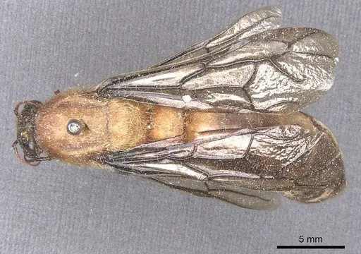 Dorylus leo specimen CASENT0911353 image casent0911353_1