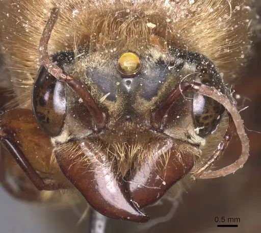 Dorylus leo specimen CASENT0911353 image casent0911353_2