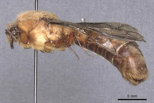 Dorylus leo specimen CASENT0911353 image casent0911353_3